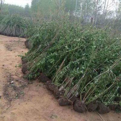 沭陽大型地被苗木連翹苗種植基地大量銷售中價格優惠